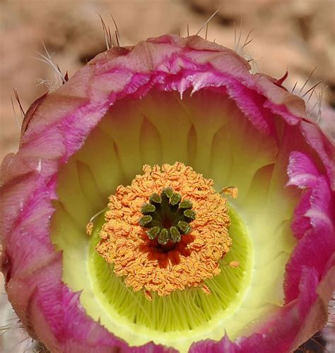 Arizona Rainbow Cactus Echinocereus Rigidissimus Ssp Rig Flickr