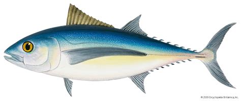 Tuna Definition Characteristics Species And Facts Britannica
