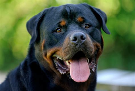 Rottweiler Wallpapers Free Download Enzoviga