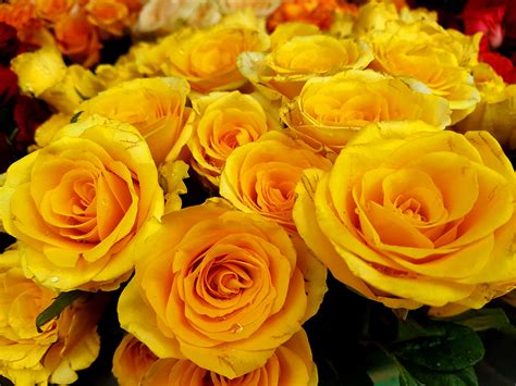 If you collect several different flowers, you get a bouquet. Yellow Rose Bouquet - Free Indian Stock Pictures. Download ...