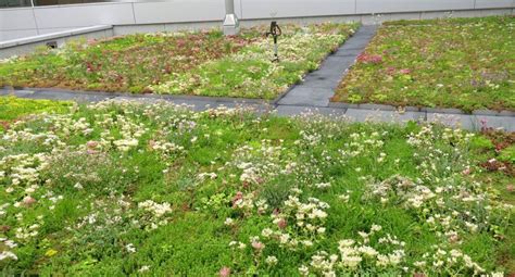 Living Roof Systems Installing Living Roofs Throughout The Midlands