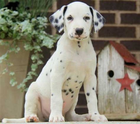 Asking 800 pet only or 1300 with akc. Dalmatian We have a beautiful litter of puppies Males and ...