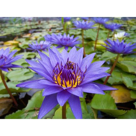 Purple Tropical Water Lily Water Garden Live Pond Plant