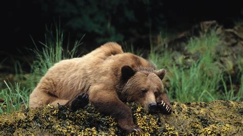Wallpaper Bear Cute Animals Sleep 4k Animals 16106