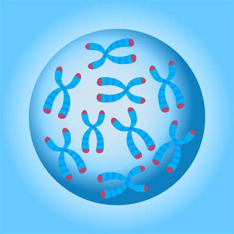 Best Mitosis Illustrations Royalty Free Vector Graphics And Clip Art