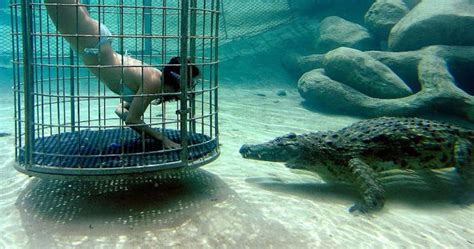 Crocodile Cage Diving In Victoria Falls Tamuka Travel