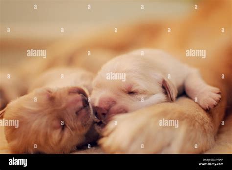Newborn Golden Retriever Puppies Stock Photo Alamy