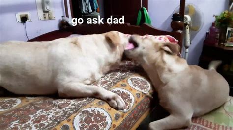 Mom And Son Dog Fighting For Bed Lucy And Milo 🐕🐶 Youtube