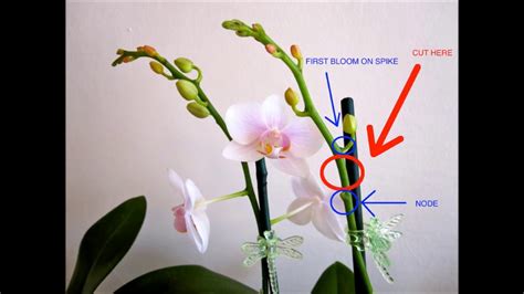 Orchid Petal Drop Causes And Solutions Gardeningleave