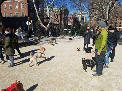 Washington Square Park Large Dog Run 44 Photos And 41 Reviews Dog