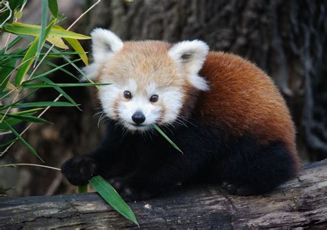 Baby Red Panda Eating Leaves Red Pandas Rarely Eat Anything Other