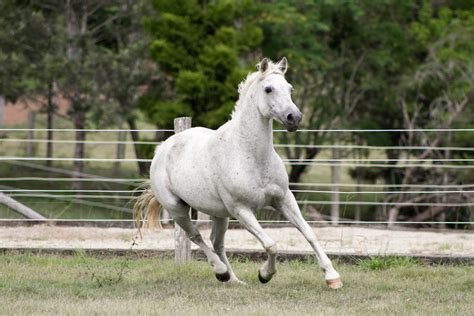 Dn White Pony Canter Front View By Chunga Stock On Deviantart