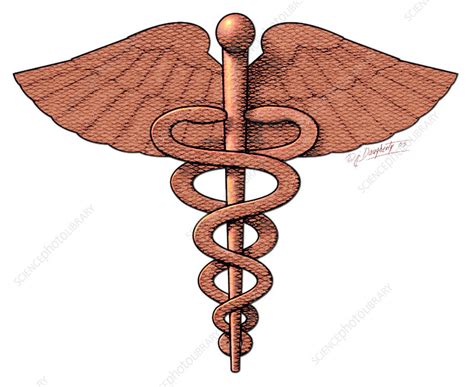 Caduceus Stock Image N0250020 Science Photo Library