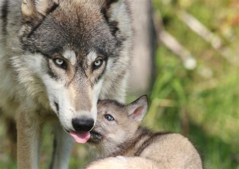Victory For Wolves In Wyoming Earthjustice