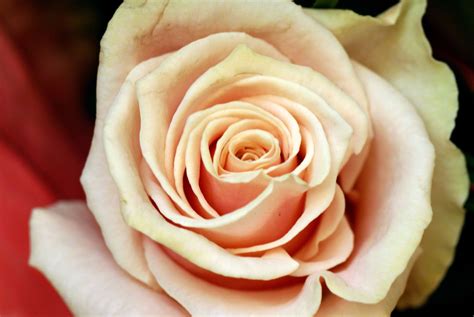 Peach Roses Peach Roses ~ Rose Flower Pictures Peach Roses Rose