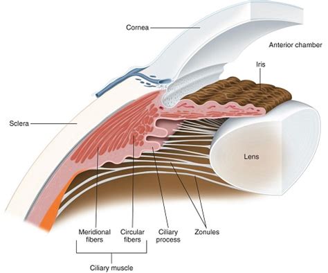 Ultrasound Ciliary Plasty Intraocular Pressure Glaucoma Eye Drops