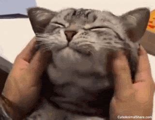Funny cat gifts for her. CuteAnimalShare: Cats doing funny things cute and funny ...