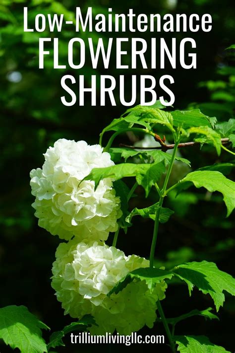 We did not find results for: Beautiful, Easy to Grow Flowering Shrubs | Flowering ...