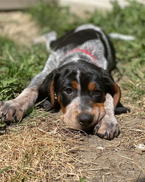 15 Amazing Facts About Coonhounds You Probably Never Knew