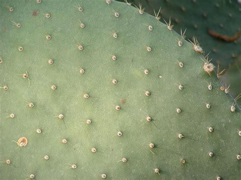 Free Cactus Texture Stock Photo