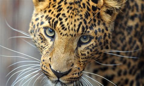 50 Unbelievable Interesting Facts About Amur Leopards You Must Know 2024