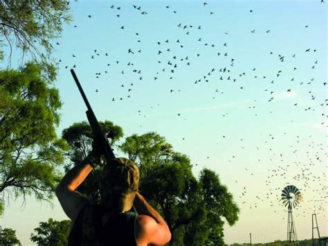 Dove Hunting In Argentina High Volume Dove Hunting