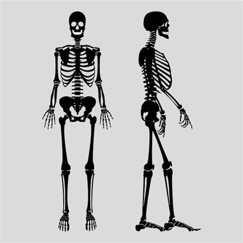 Premium Vector Skeleton Vector Halloween