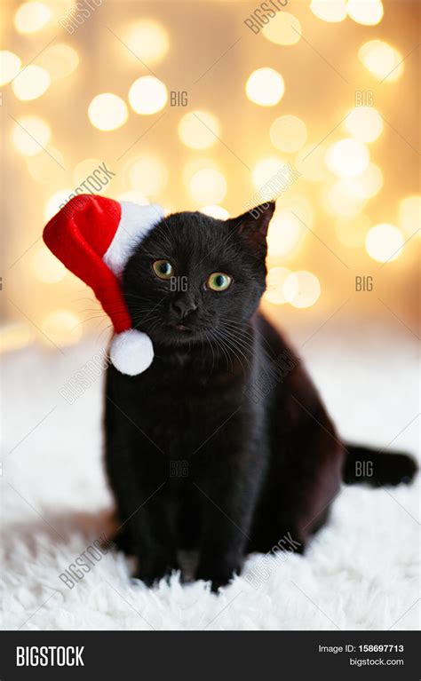 Black Cat Santa Hat Image And Photo Free Trial Bigstock