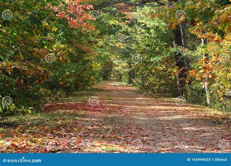 Fall Pathway With Trees And Leaves On Floor Royalty Free Stock Image