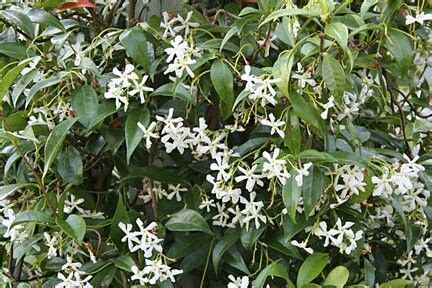 Плетистая роза жасмина, питомник роз полины козловой, rozarium.biz. Star jasmine evergreen climber | Plants, Climbing plants ...