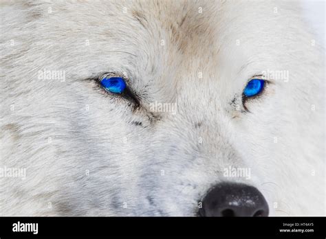 Blue Eyes Arctic Wolf Stock Photo Alamy