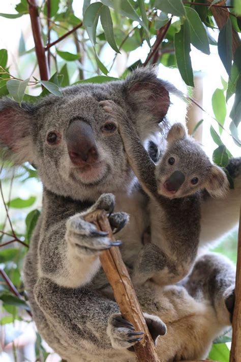 Amazing Wildlife Koala And Baby Photo Koalas Olivias