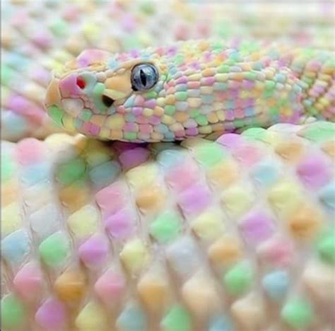 Rainbow Snake This Snake Literally Looks Like It Is Made Of Candy
