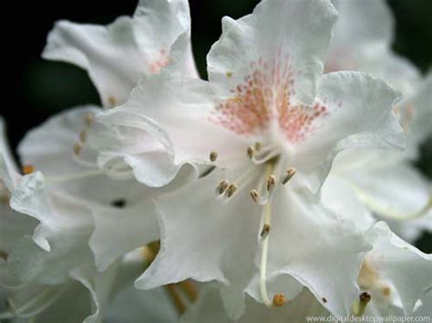 Jun 19, 2019 · types of flowers in english! 2697584459_9e4b8cb459.jpg