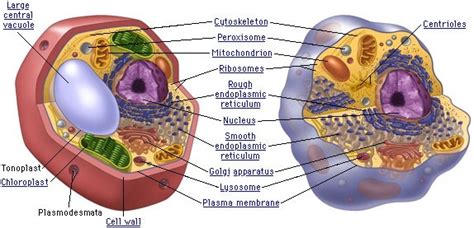 Does animal cells have a cell wall. Do animal cells have cell walls? - Quora