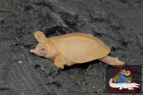 Maybe you would like to learn more about one of these? Albino Chinese Softshell | Albinos Unlimited Inc ...