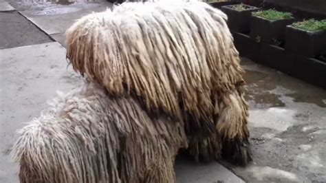 Das auffälligste rassemerkmal und kennzeichen des komondors ist sein fell , das große ähnlichkeiten mit dem fell des pulis und des bergamasker hirtenhundes aufweist. Komondor tenyésztés - YouTube
