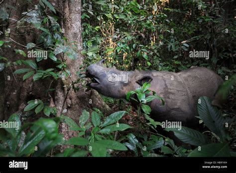 Sumatran Rhinoceros (Dicerorhinus sumatrensis) female eating leaves