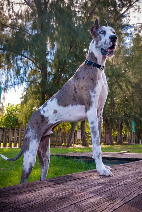 It is relatively inactive indoors and does best with at least a large yard. Great Danés | Animal planet, Great dane, Pets
