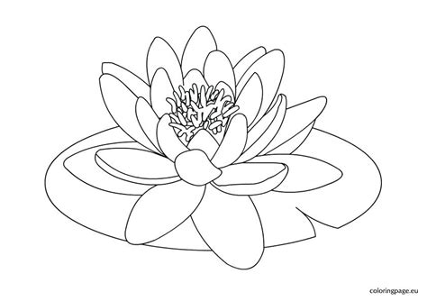 This below coloring picture dimension is around 600 pixel x 862 pixel with approximate file size for around 69.49 kilobytes. Lily Pad Coloring Page at GetColorings.com | Free ...