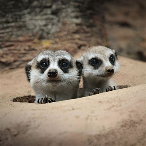 Peek A Boo Cute Animals Meerkat Animal Photo