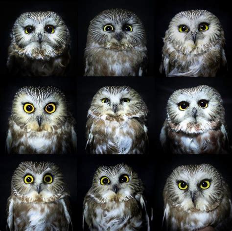 Facial Disc Variation In Northern Saw Whet Owls I Banded This Past Week