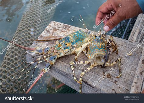 Painted Spiny Lobsters Panulirus Versicolor Head Stock Photo 1114475279