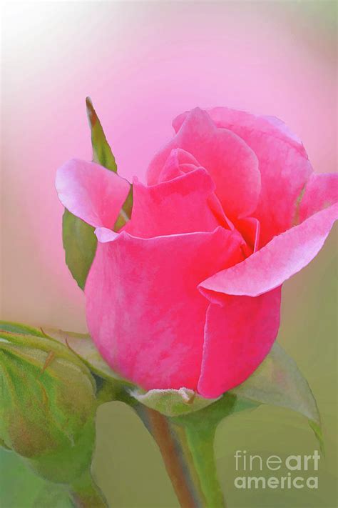 Pink Rosebud Art Photograph By Regina Geoghan Fine Art America