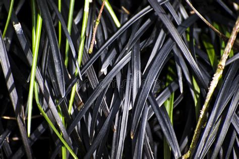Black Grass Stock Image Image Of Green Grass Convallariaceae 13885677