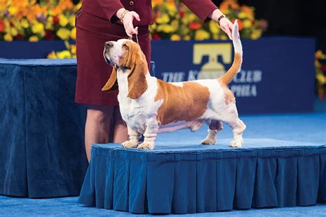Well everybody, the national dog show aired on thanksgiving like it normally does. How the National Dog Show Won Thanksgiving