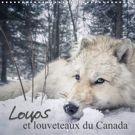 Loups Et Louveteaux Du Canada Calendrier Mural 2023 300 300 Mm