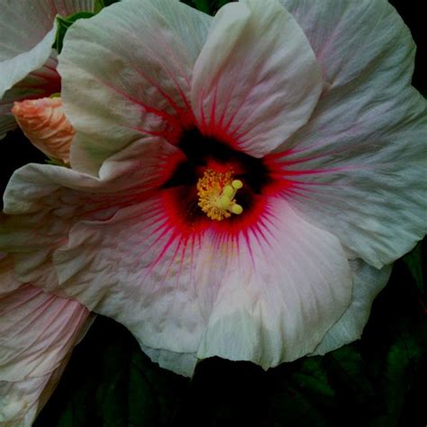 If you have thrown in the towel when it comes to excluding deer from your property, plant these 10 flowers debra lagattuta is a certified master gardener with decades of experience with perennial and if you cannot keep deer away from the garden, you can plant flowers that do not appeal to them. One of our perennial hibiscus plants, which has turned out ...