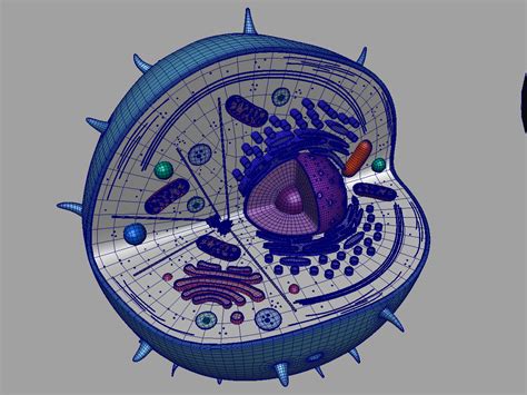 The parts of an animal cell have distinct functions. Animal Cell 3D Model - 3D Models World