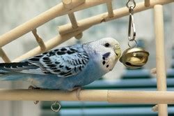 Budgerigar wellensittich grass parakeet wellensittich budgerigar. Wellensittich Käfig einrichten - so fühlen sich die Vögel wohl